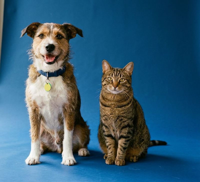 A smiling mixed-breed dog and a tabby cat sitting side by side