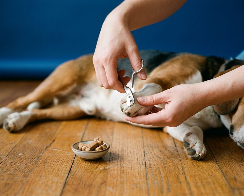 Hands trimming the tip of a relaxed beagle's nail with small clippers, treats nearby